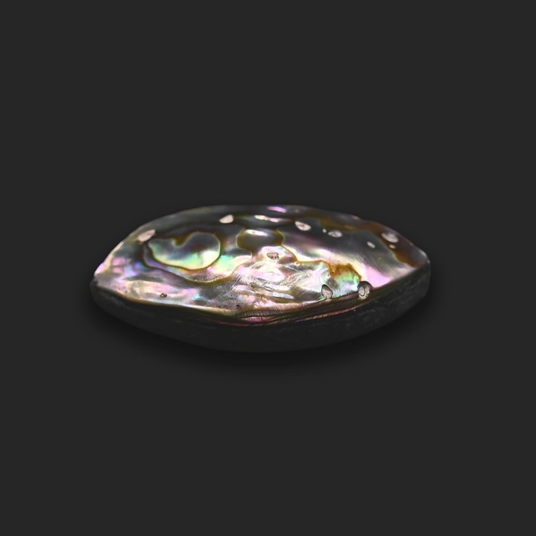 Abalone shell 10.64 Ratti