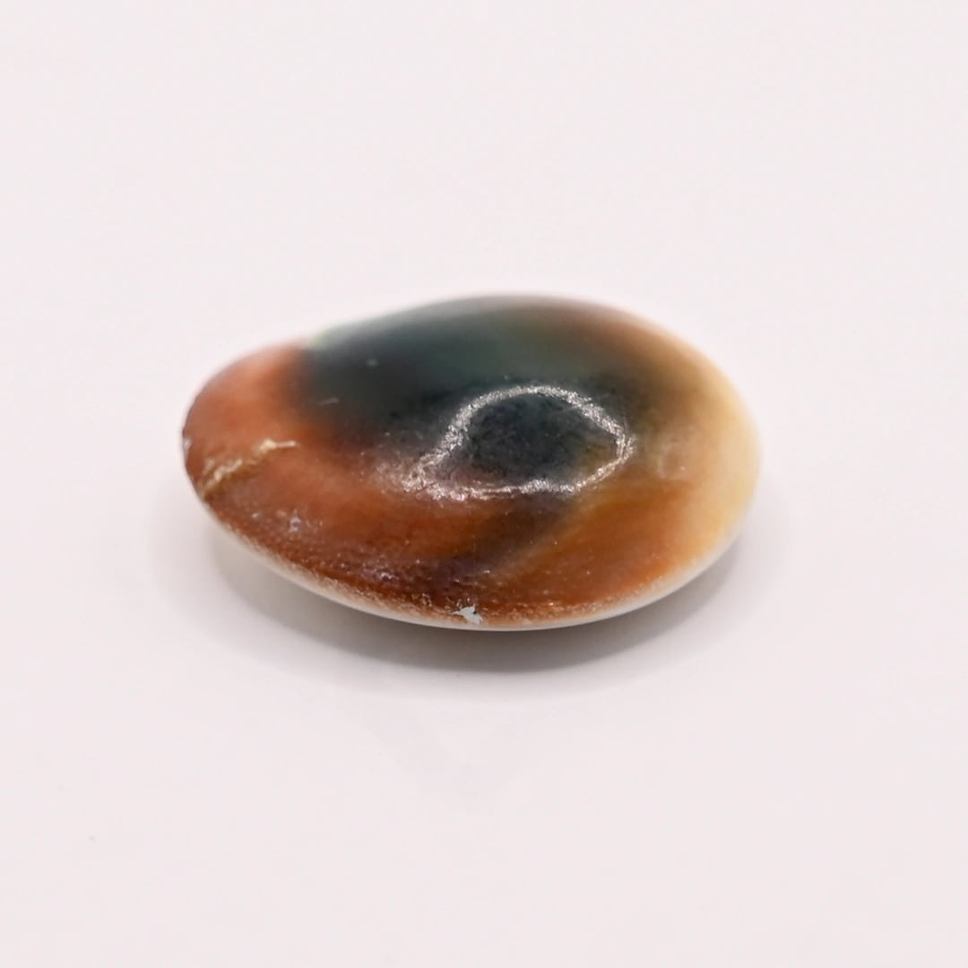 Shiva Eye 17.06 Ratti