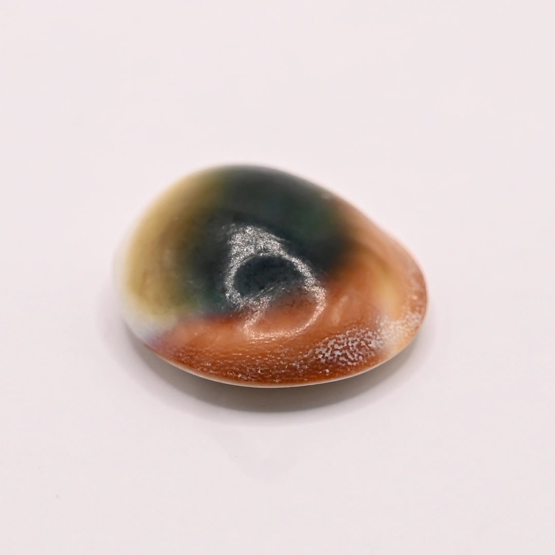 Shiva Eye 18.65 Ratti