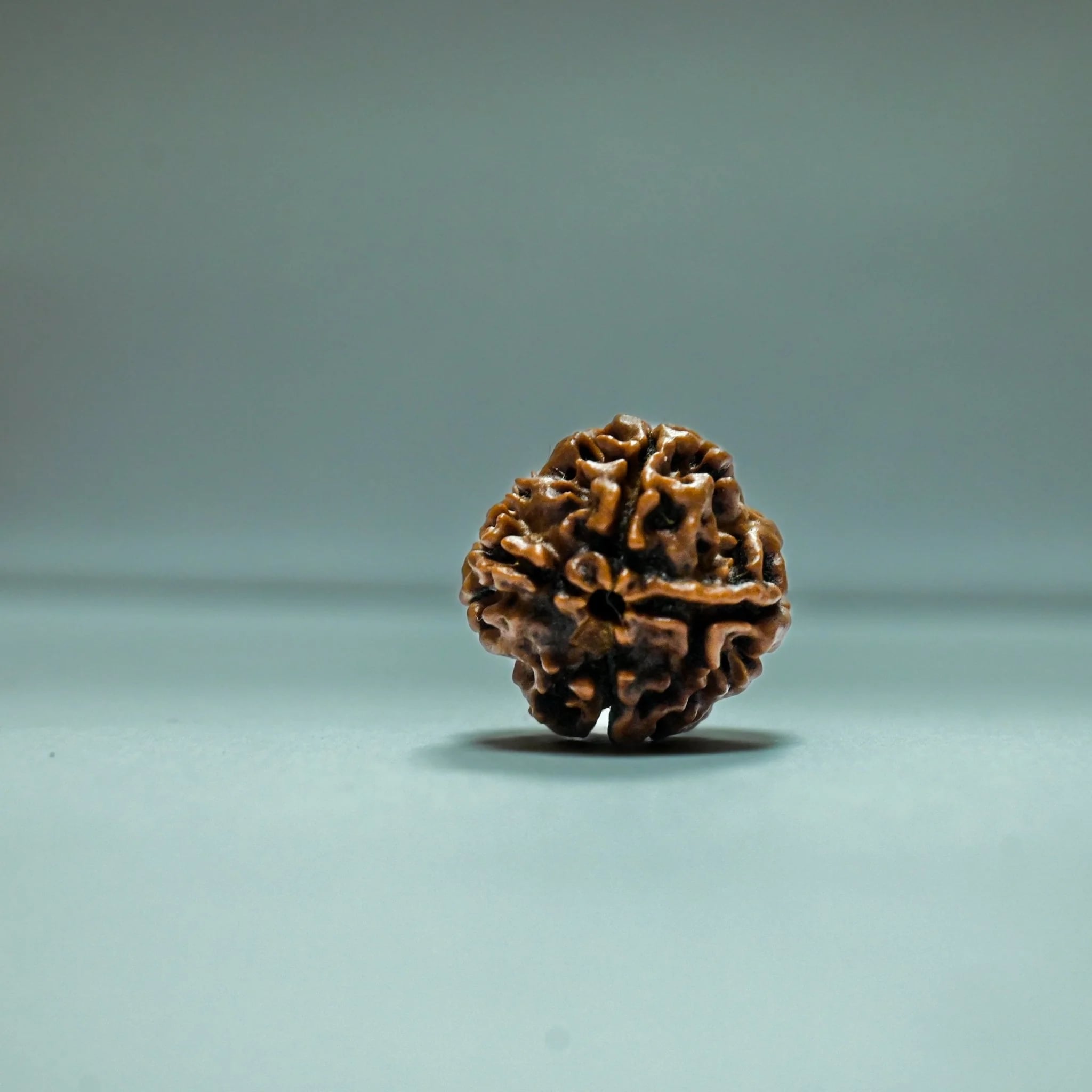 4 Mukhi Rudraksha: Focus, Protection & Spiritual Energy