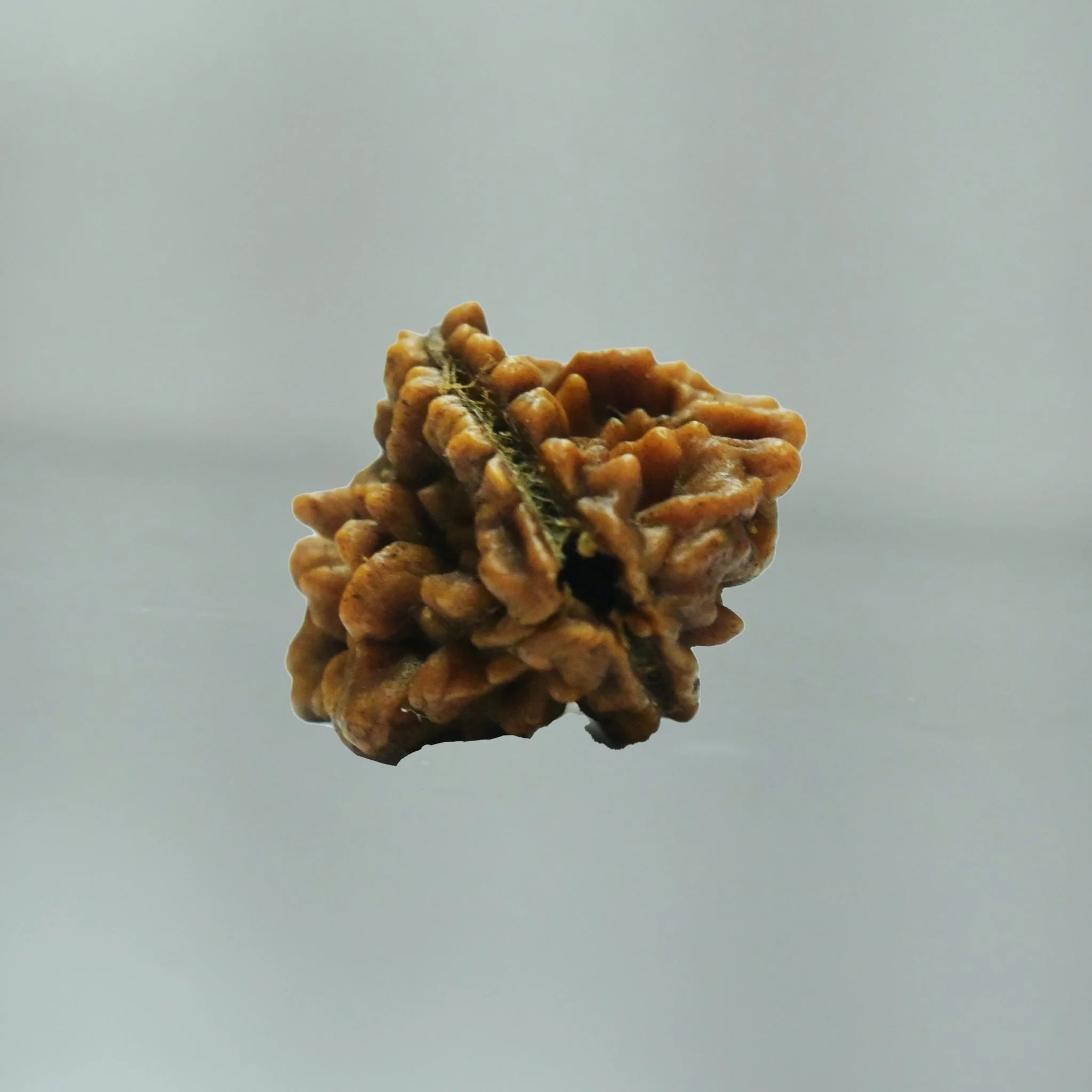 2 Mukhi Rudraksha: Balance, Harmony & Spiritual Energy
