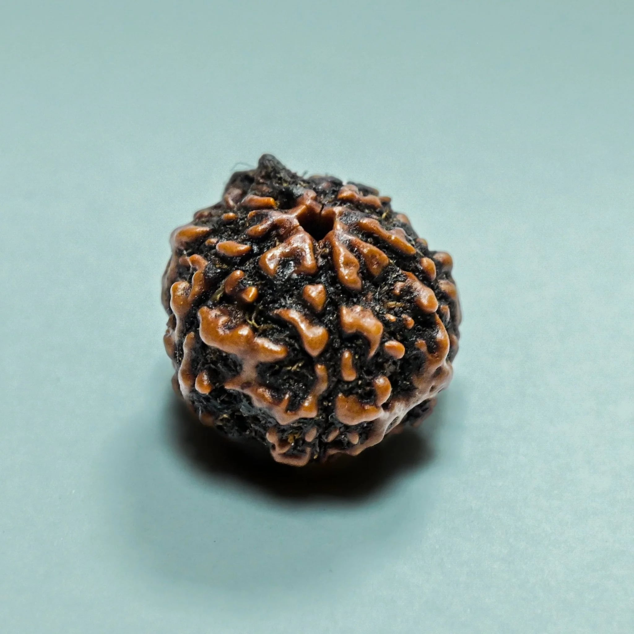 5 Mukhi Rudraksha: Inner Calm & Divine Blessings