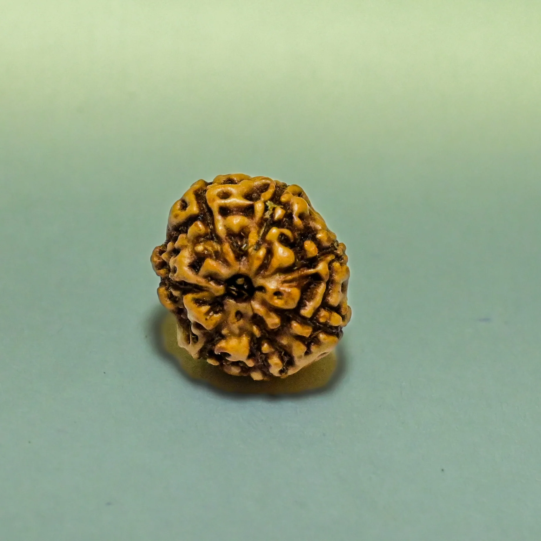 7 Mukhi Rudraksha: Meditation & Energy Balance
