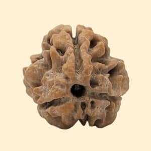 3 Mukhi