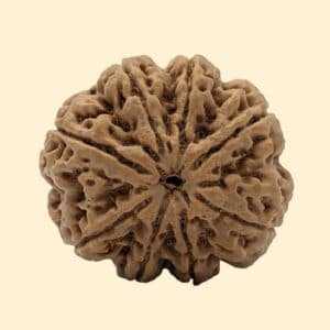 8 Mukhi