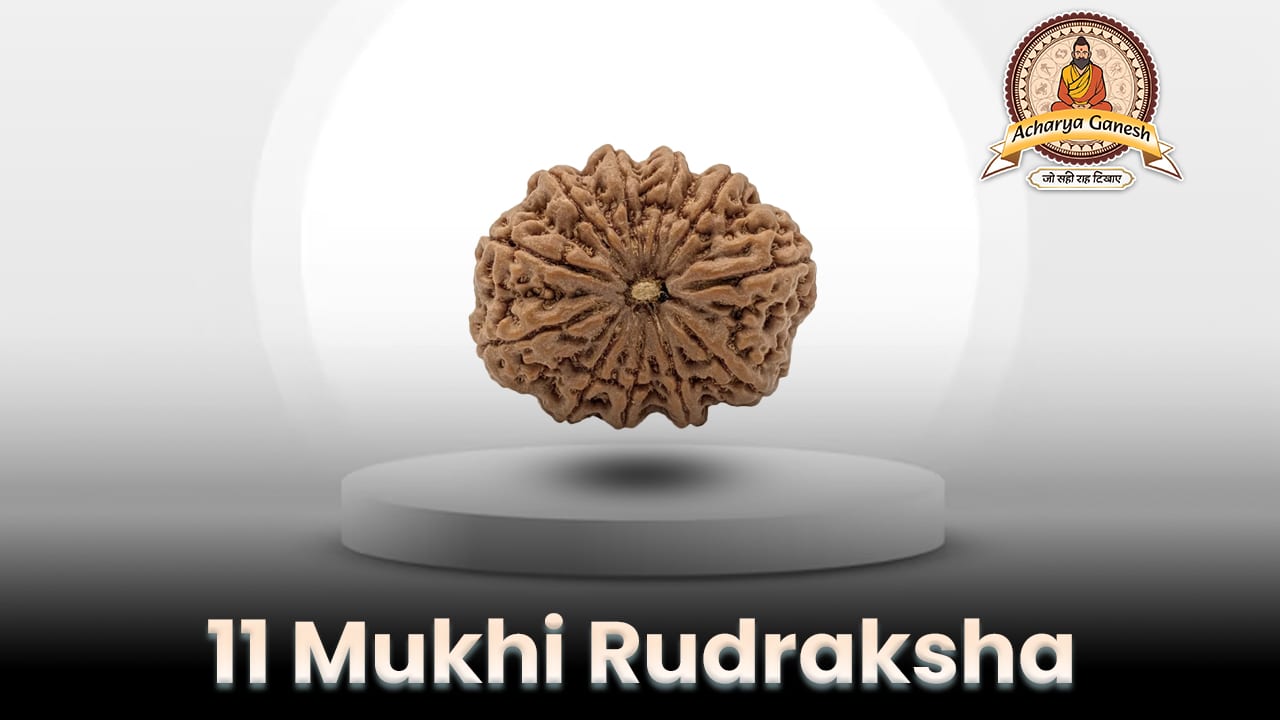 11 mukhi rudraksha