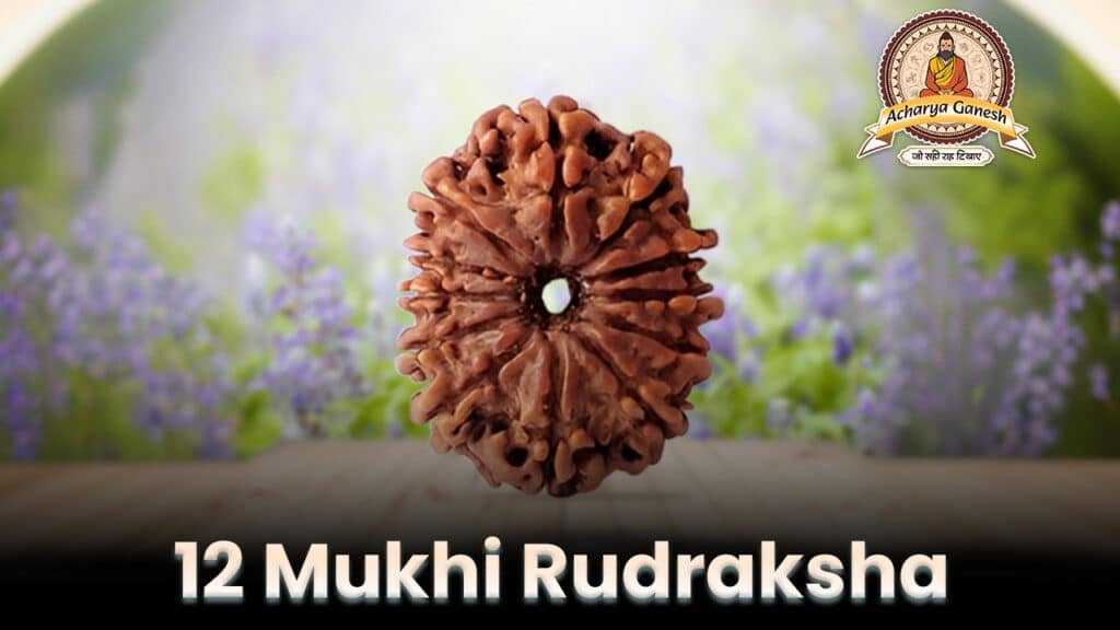 12 mukhi rudraksha