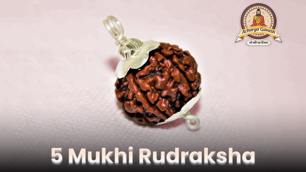 5 mukhi rudraksha