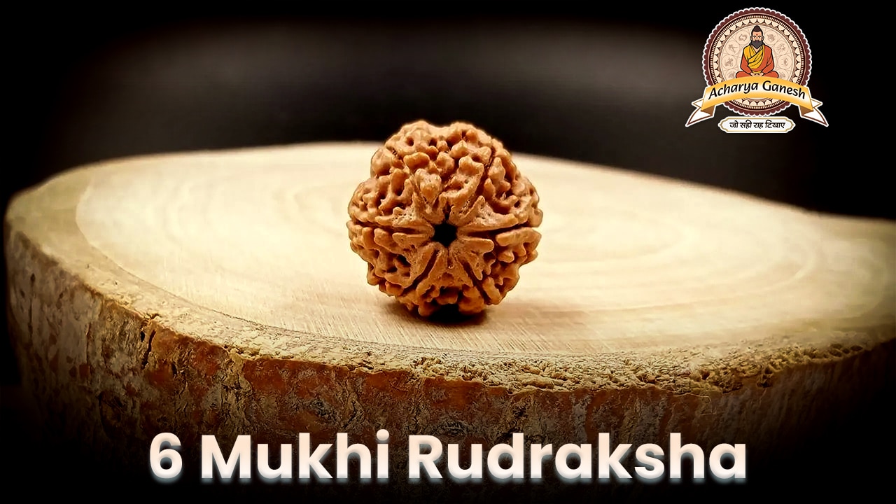 6 mukhi rudraksha