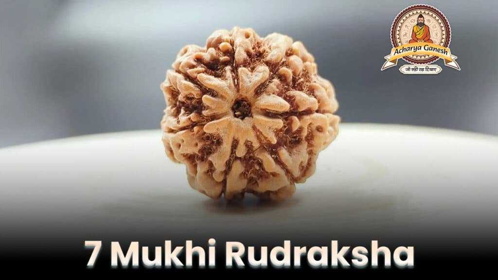 7 mukhi rudraksha