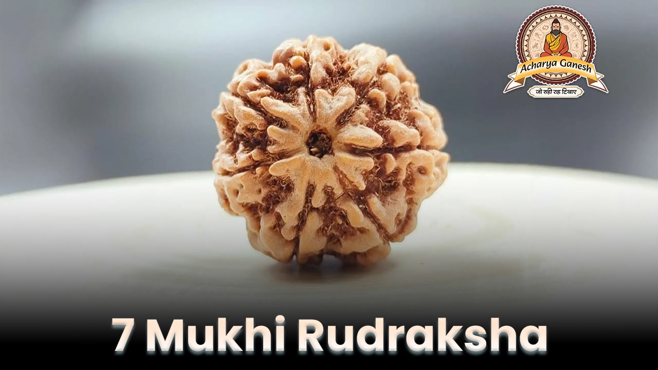 7 mukhi rudraksha