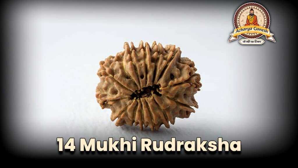 14 Mukhi Rudraksha