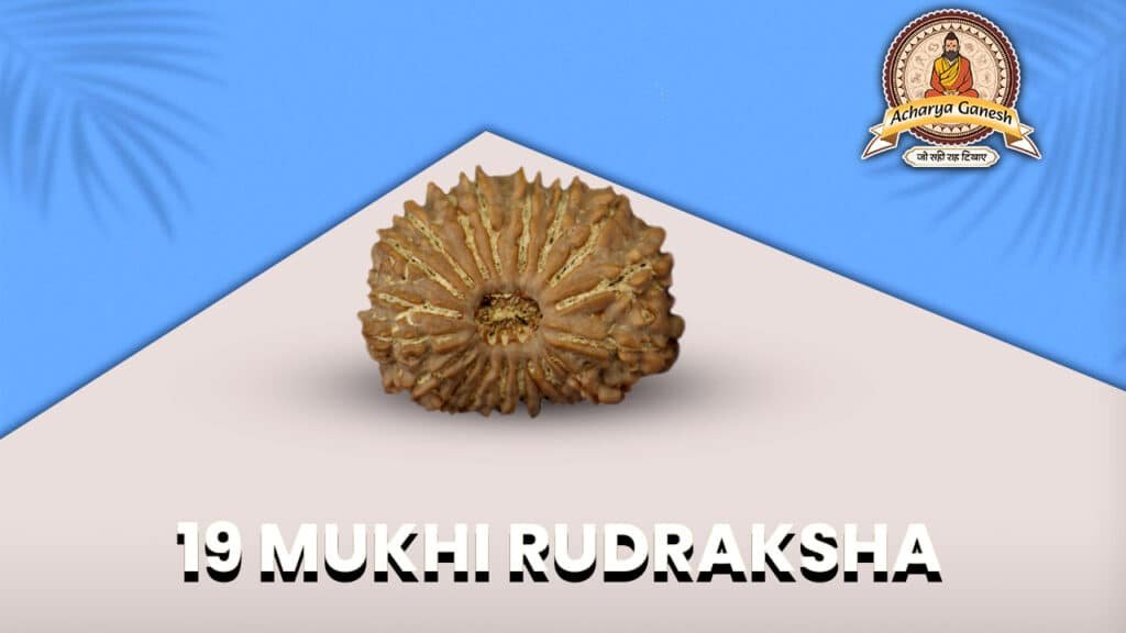 19 Mukhi Rudraksha