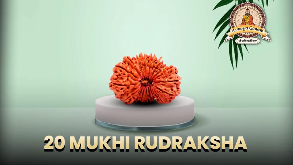 20 Mukhi Rudraksha