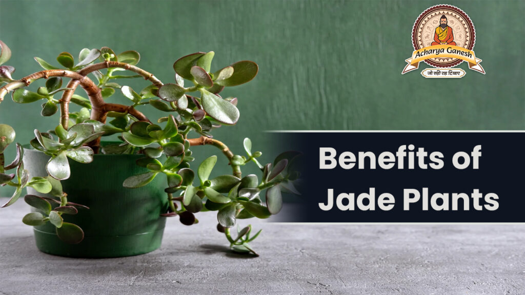 Jade Plant Benefits