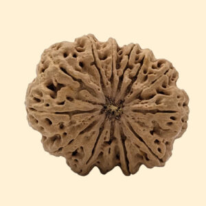 13 Mukhi Rudraksha