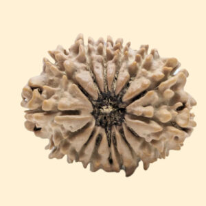 
14 Mukhi Rudraksha
