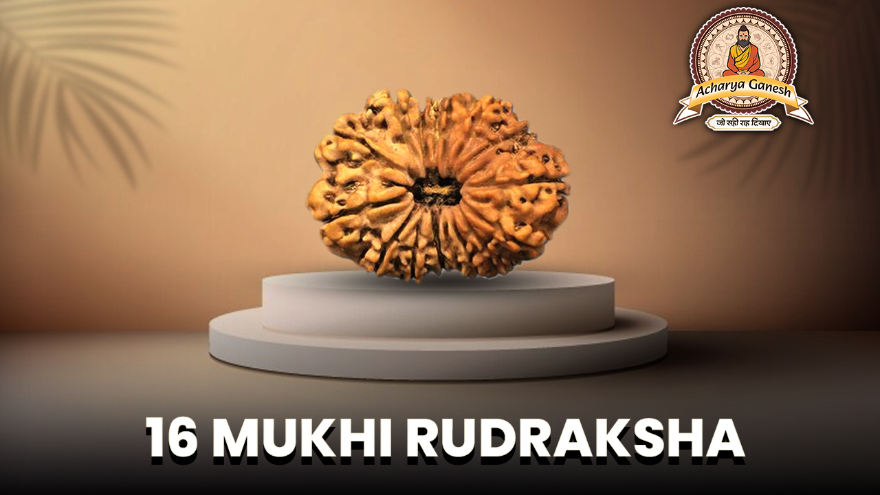 16 Mukhi Rudraksha