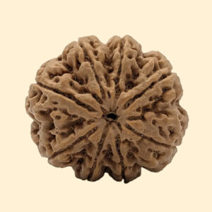 8 Mukhi Rudraksha