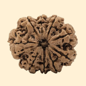 9 Mukhi Rudraksha