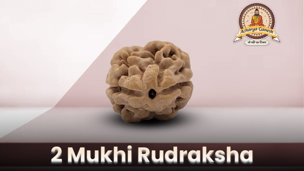 2 Mukhi Rudraksha