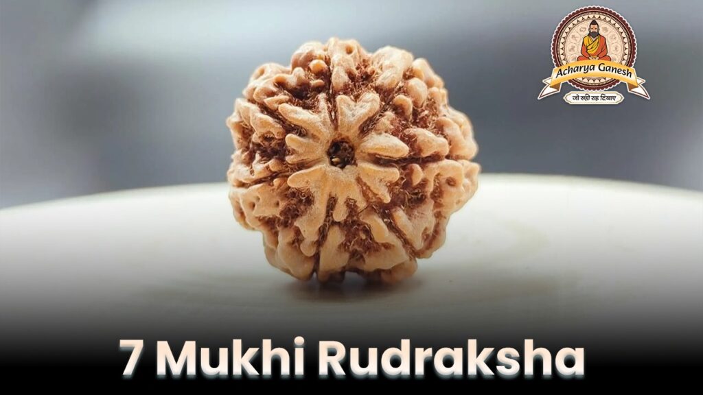 7 Mukhi Rudraksha