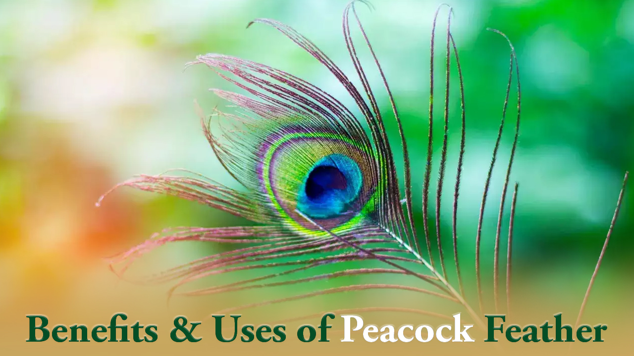 Peacock Feathers