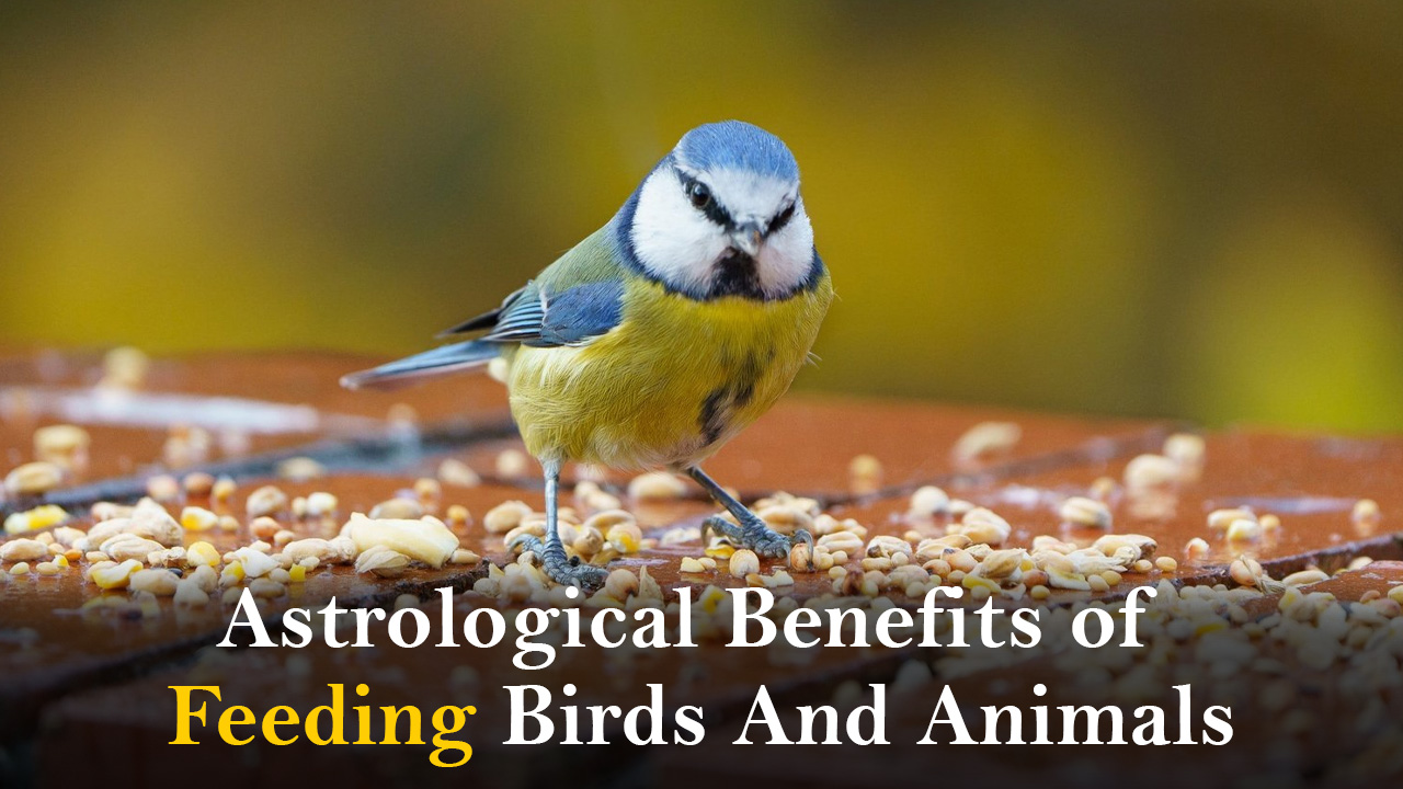 Astrological Benefits of Feeding Birds and Animals